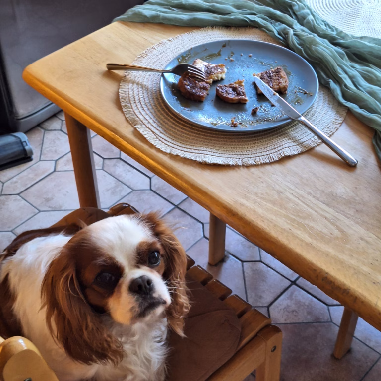 French Toast French Toast King Charles Spaniel